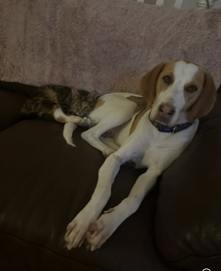 Female Beagle Cross 