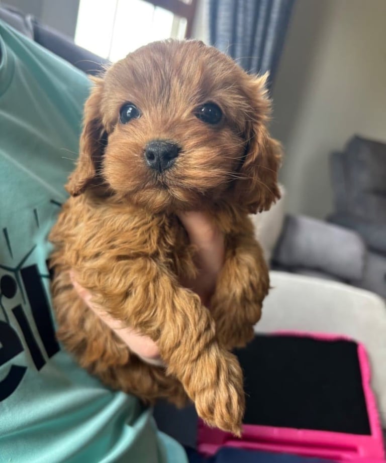 BEAUTIFUL LITTLE RED CAVAPOO PUPPIES 