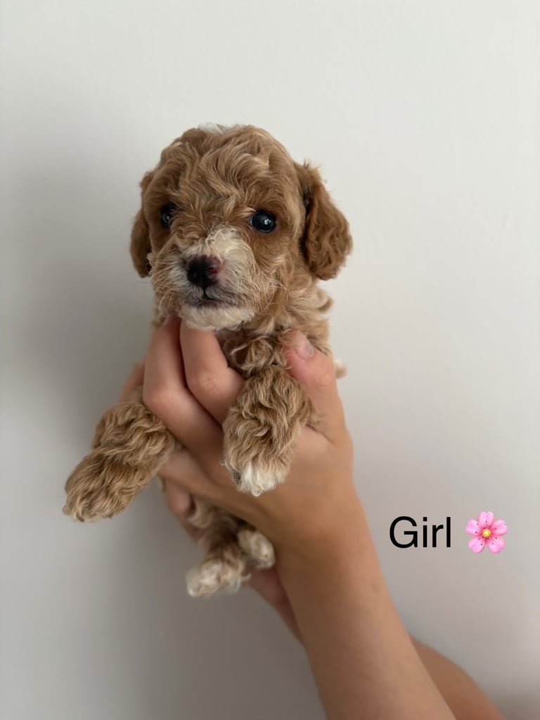 Toy f1b cavapoo puppies 