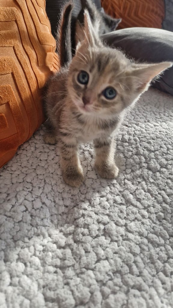 8 week old kittens 
