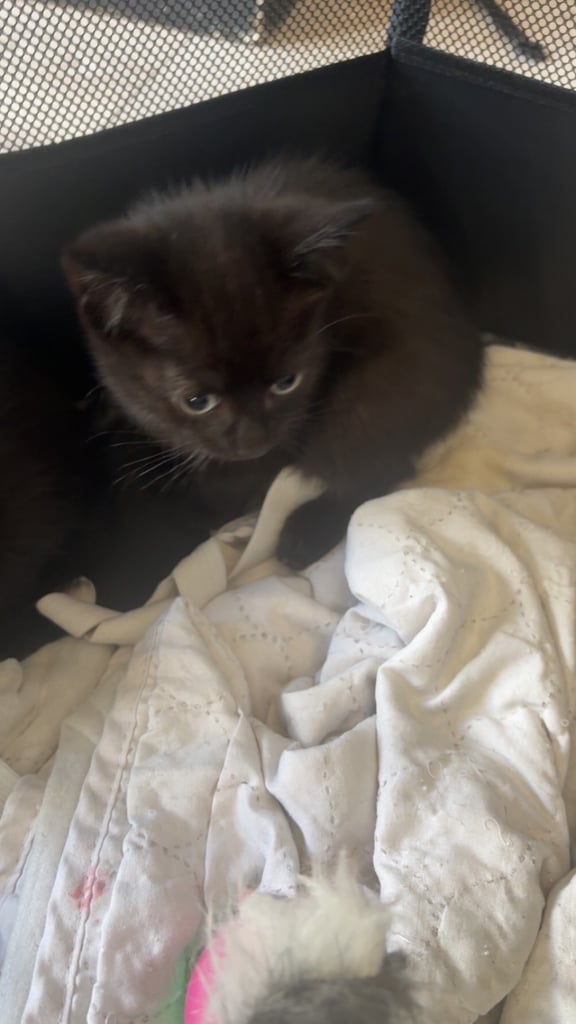 Kittens for sale 