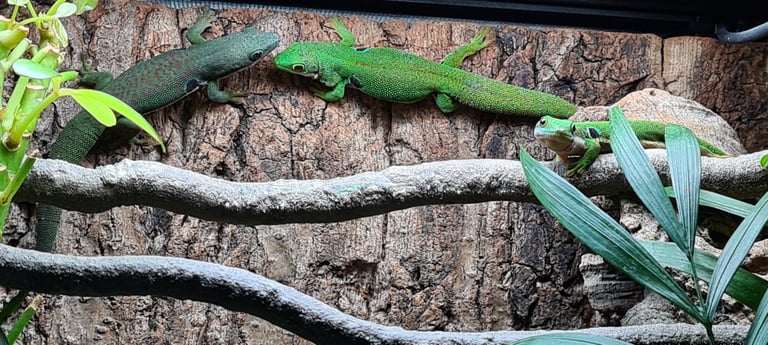 Peacock geckos SOLD waiting for more to hatch