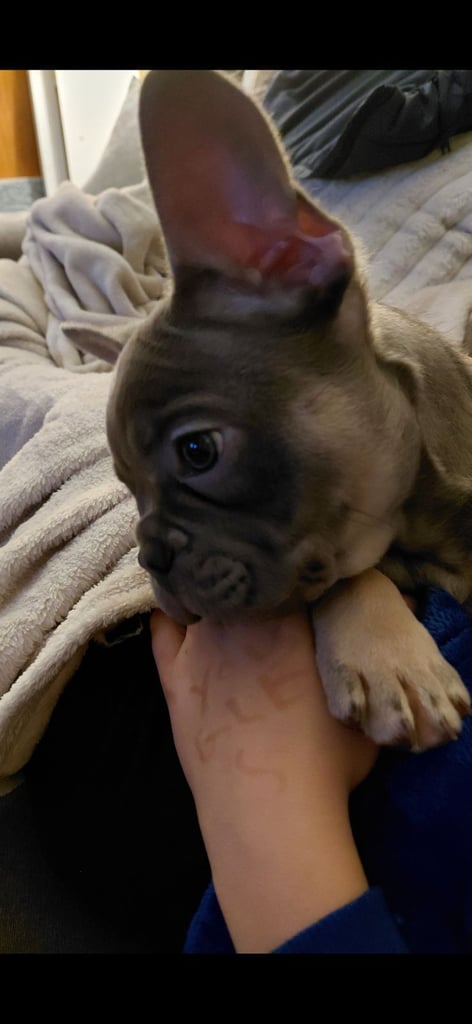 12 week old male Frenchie