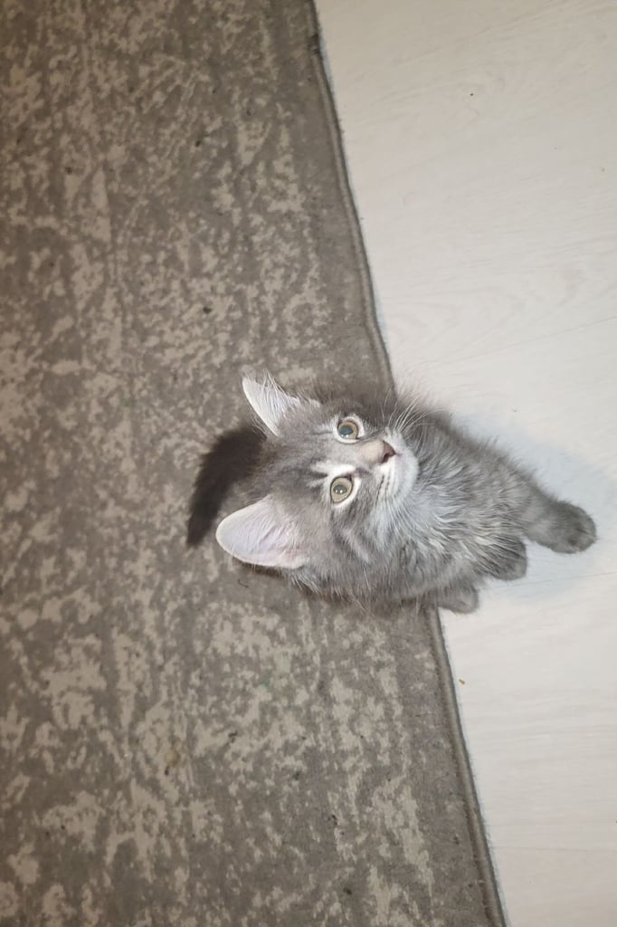 image for Mixed breed kittens