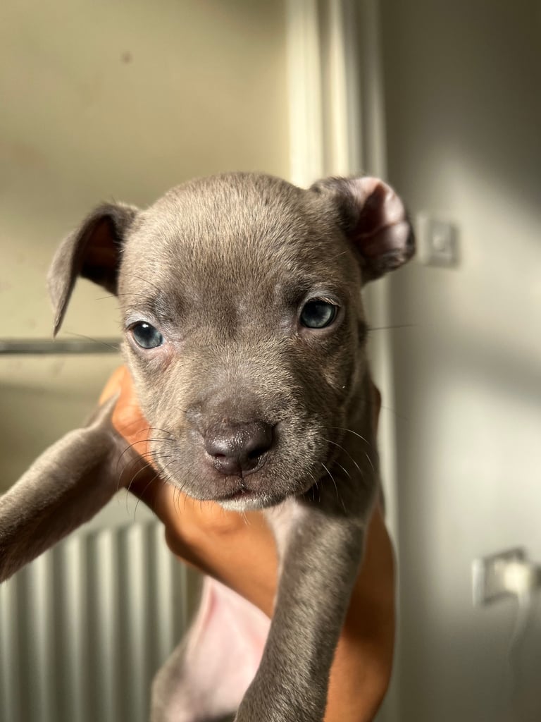 image for BLUE STAFFORDSHIRE PUPPIES 