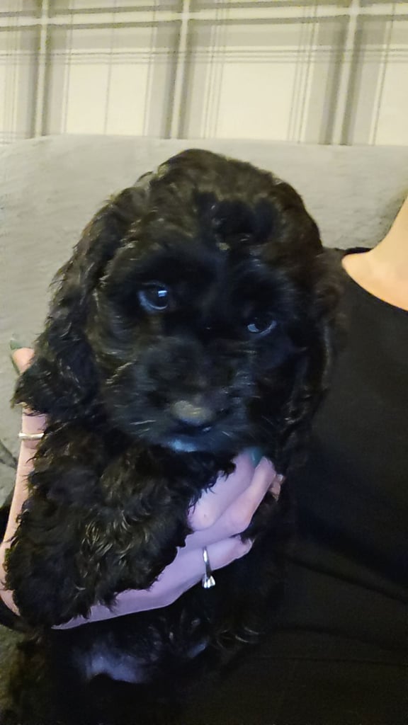 F1 Cockapoo