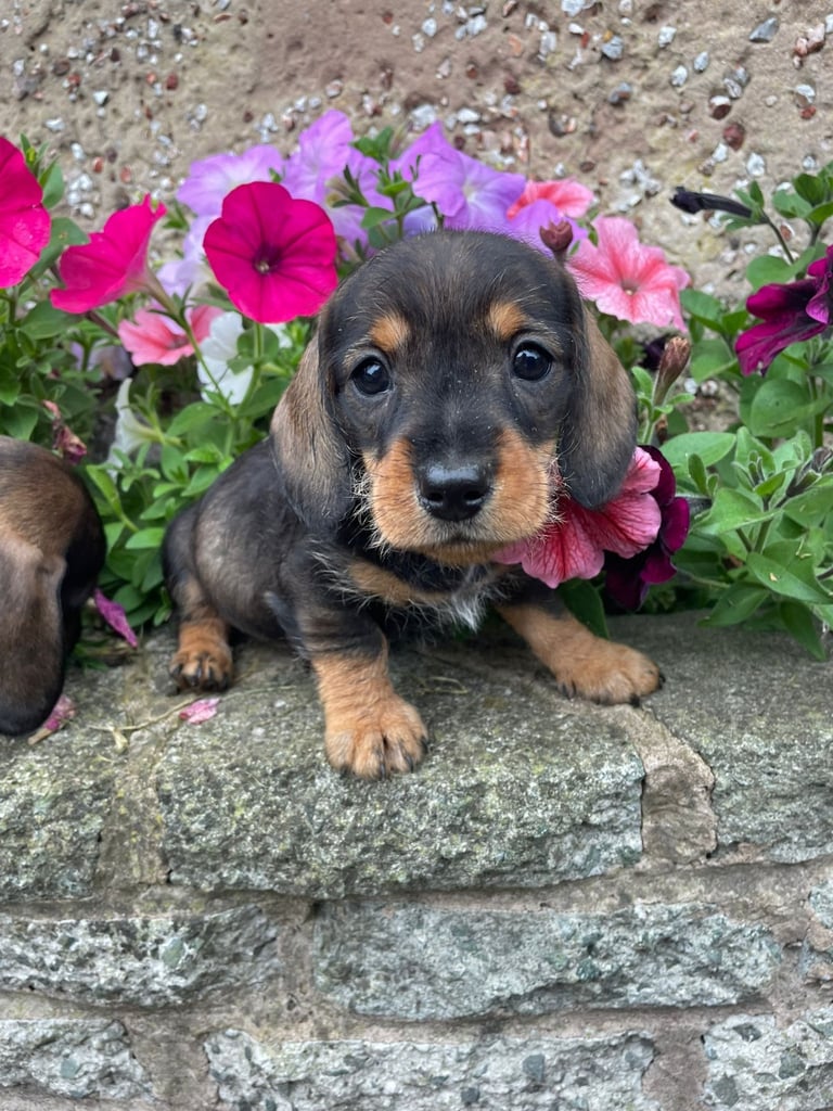 image for READY THIS WEEKEND Adorable dachshund puppies