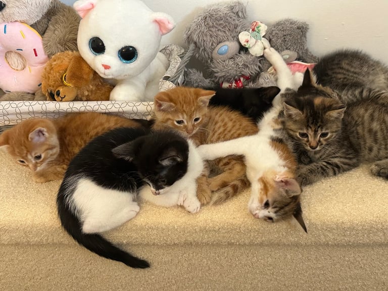image for Kittens 