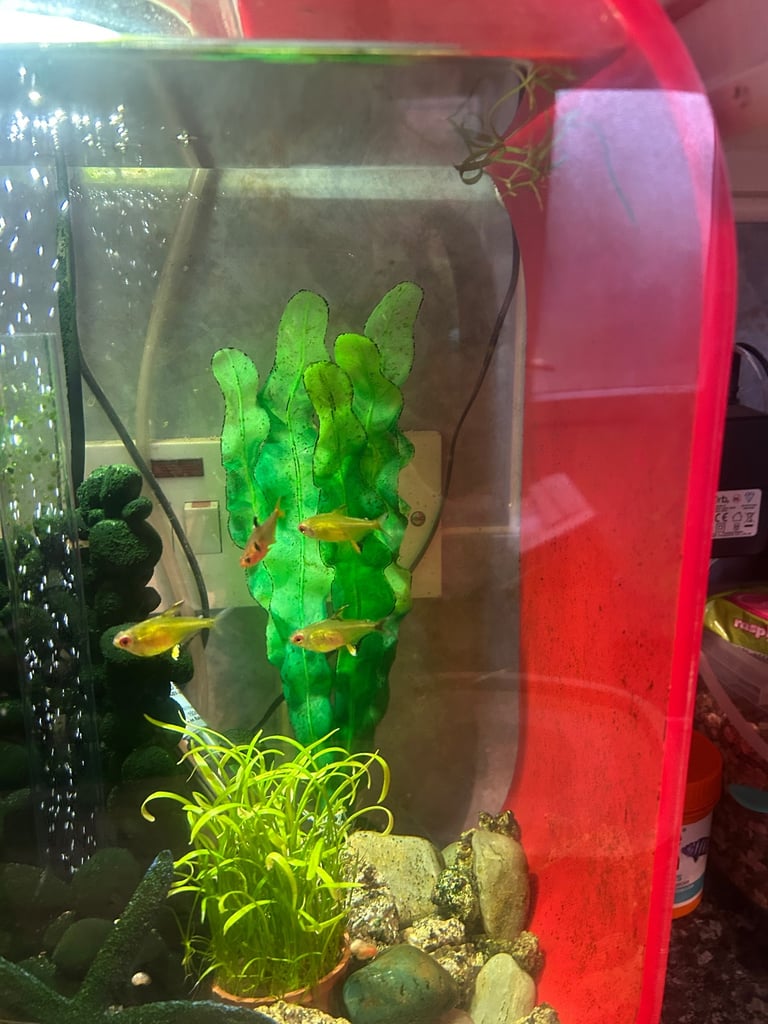 Biorb fish tank 30 litre with tetra fish 