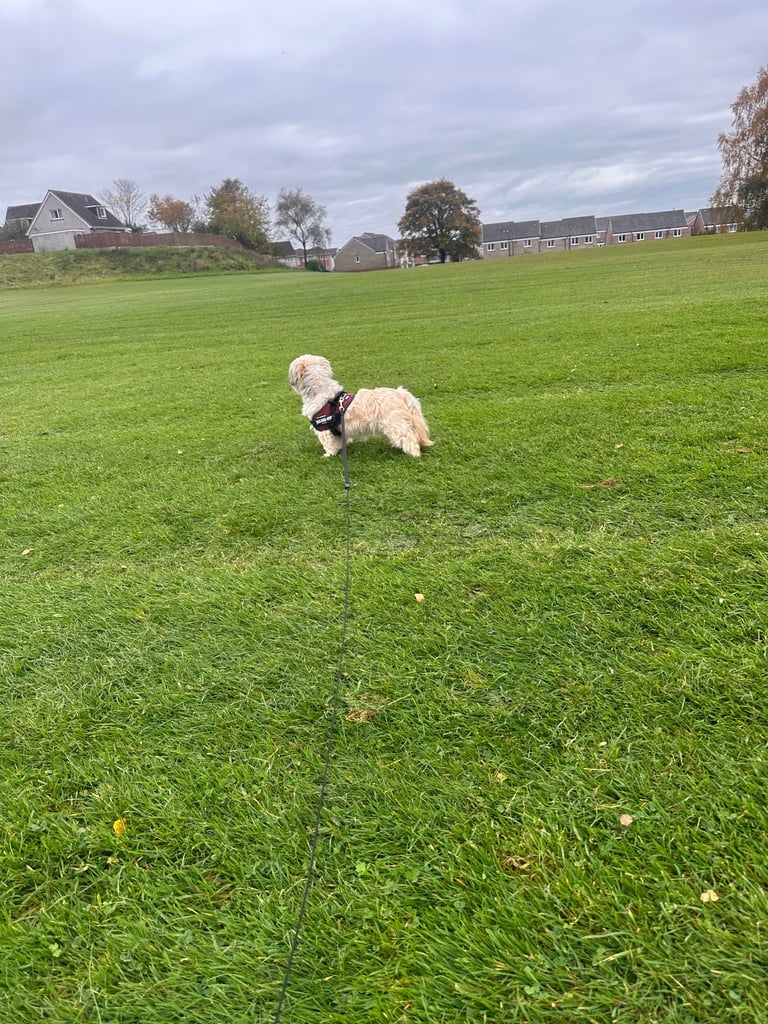 Lhasa Apso girl