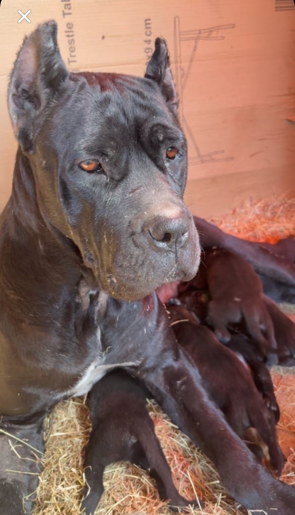 Cane Corso mix Puppies 