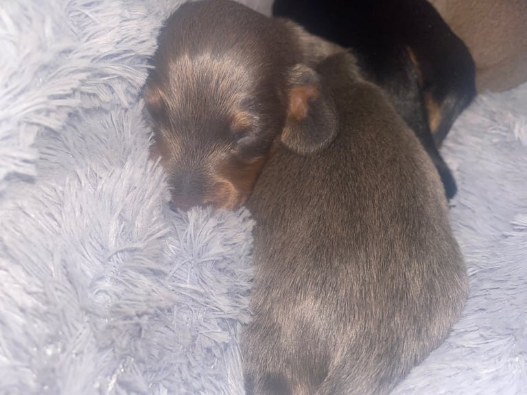 3 male miniature dachshunds