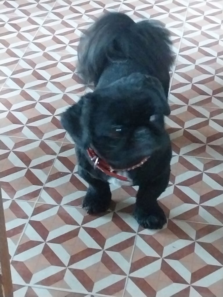 Pekingese for sale