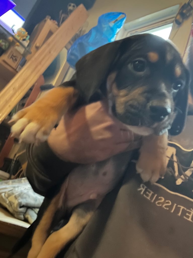 Old tyme english bulldog x Sproodle Puppy - Boy