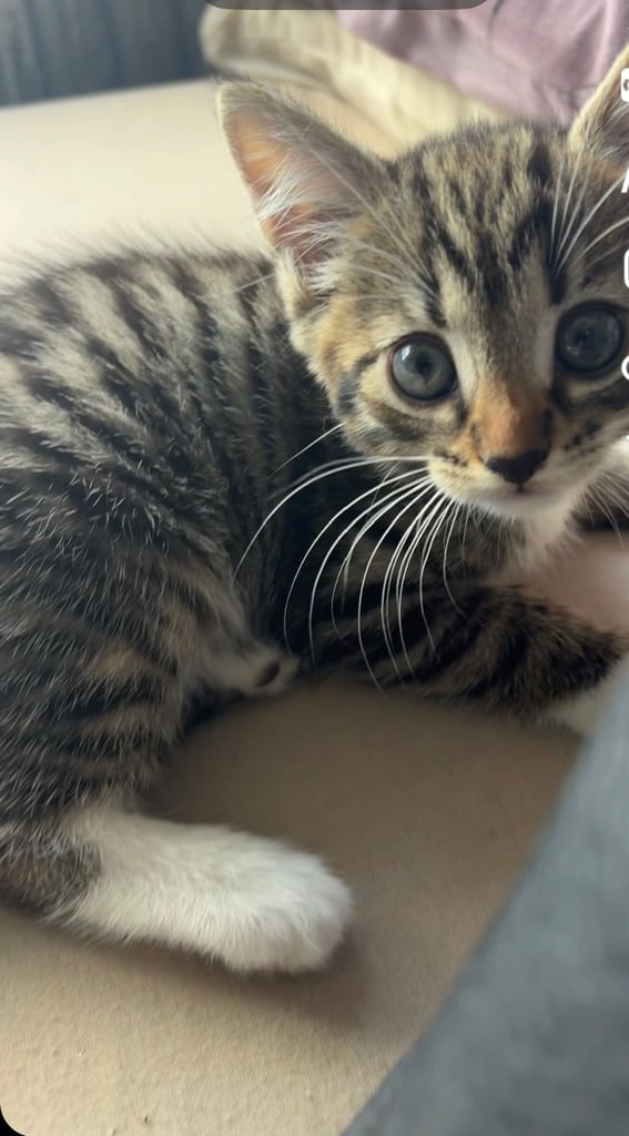 Tabby kitten