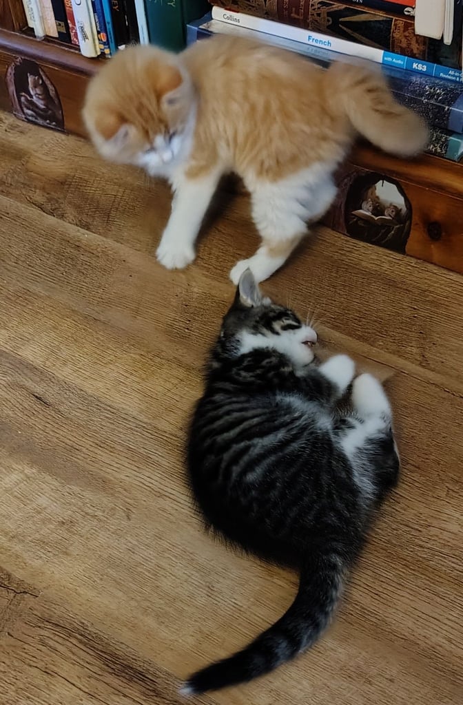 3 kittens ready to go home - All reserved