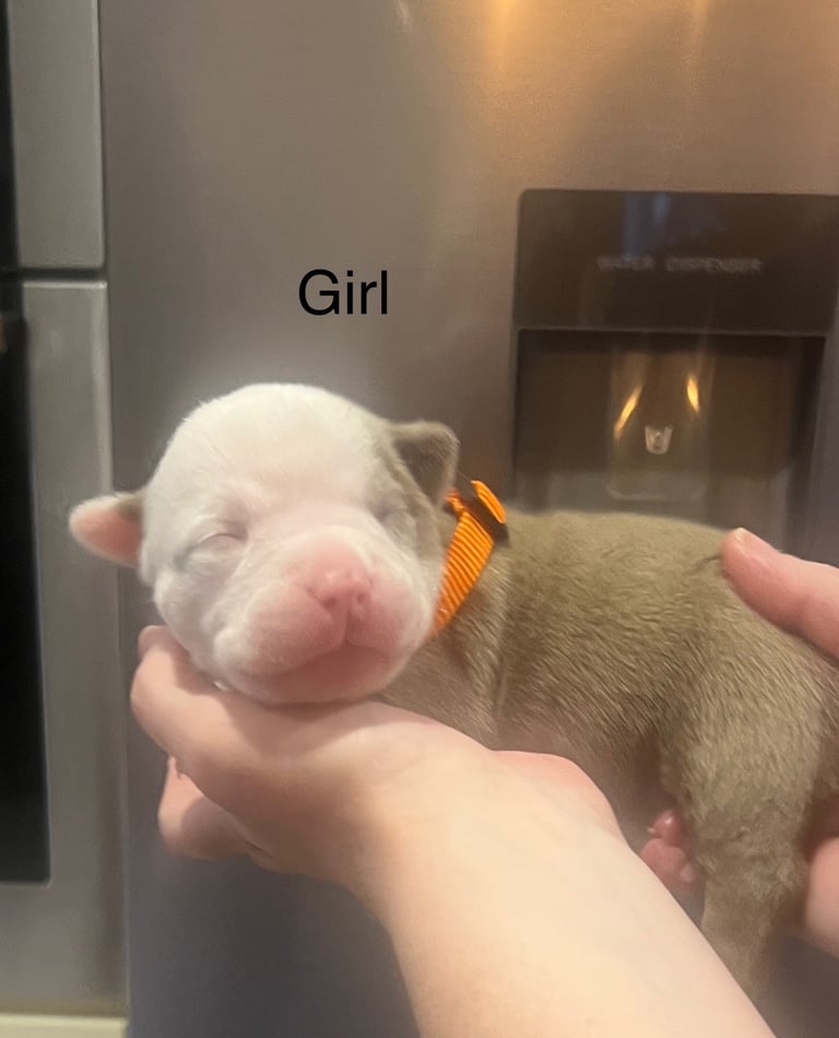 Pocket bully pups for sale! 