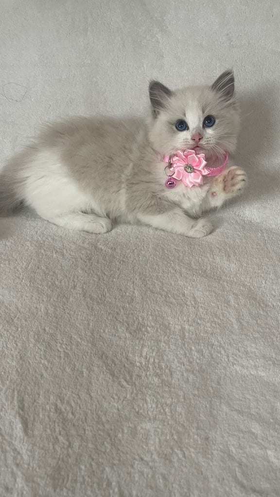 Ragdoll Kittens 