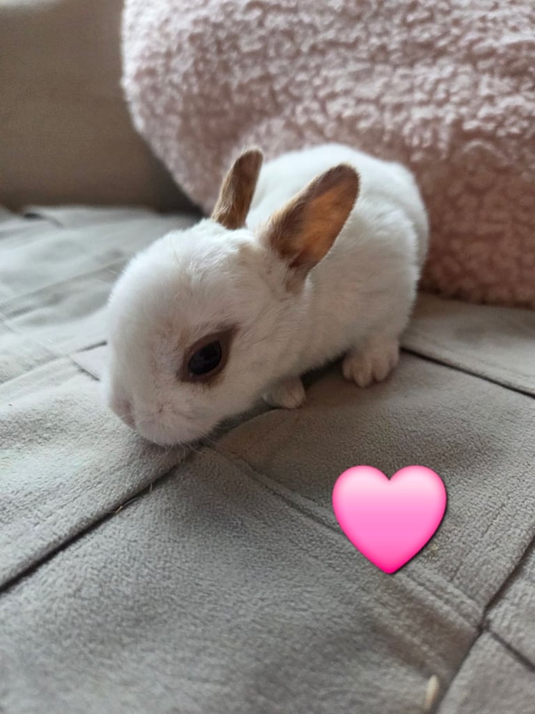 🐰 Beautiful mini rex babies 🐰