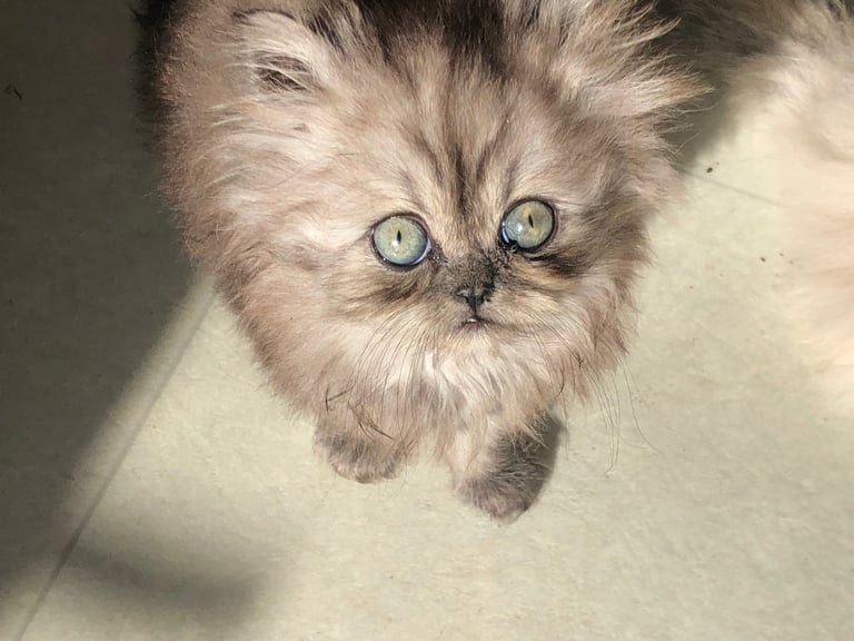 Stunning Persian kittens 