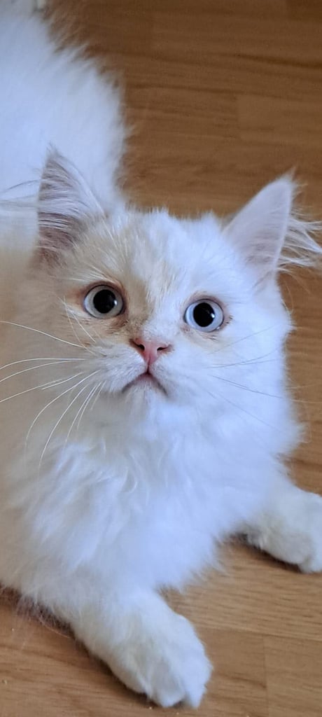 🌟Last white Boy🌟Beautiful 3 Persian kittens 