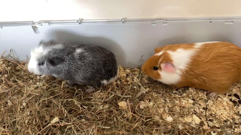Guinea pigs x2