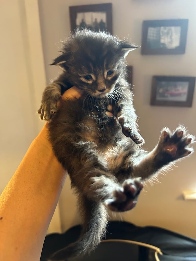 XL Main Coon Kittens ready soon for sale 