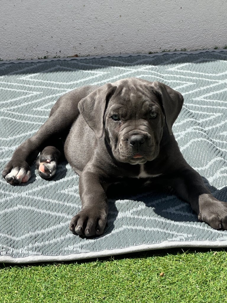 Elite Champion Bloodline Cane Corso puppies