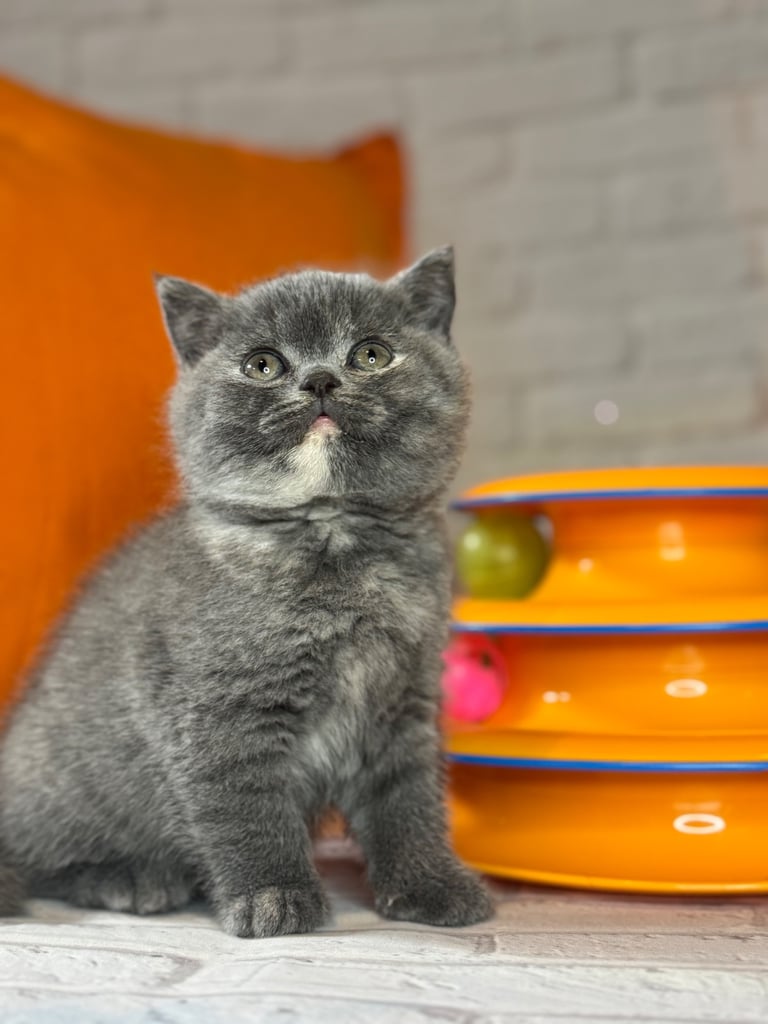 British Shorthair Kittens
