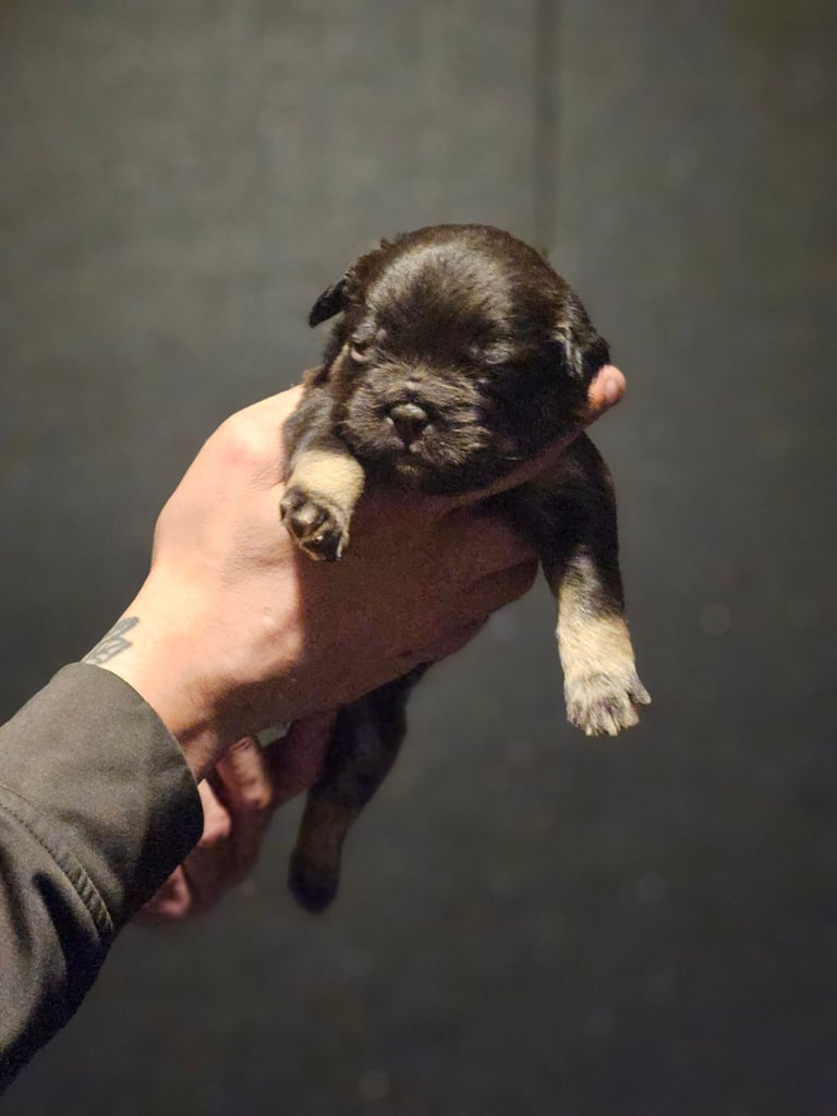 8 beautiful fluffy frenchies 