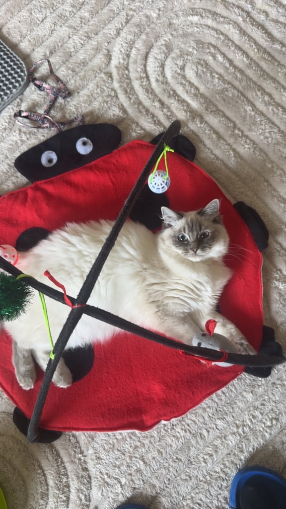 2 x ragdoll cats available. £750 each