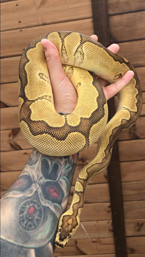 Ball python/ royal pythons 