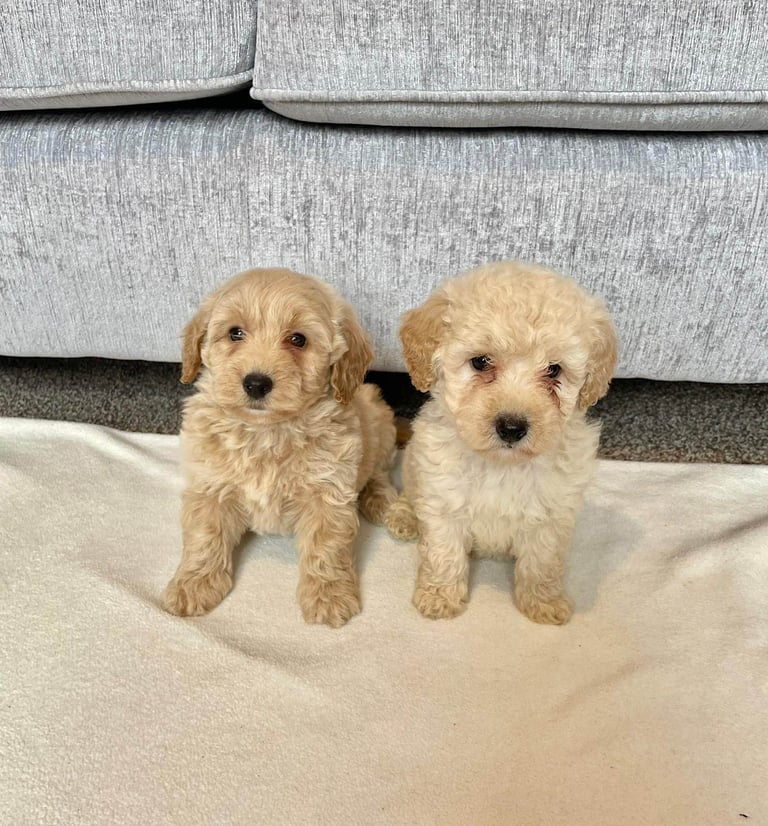 Coton noodle puppies ready now