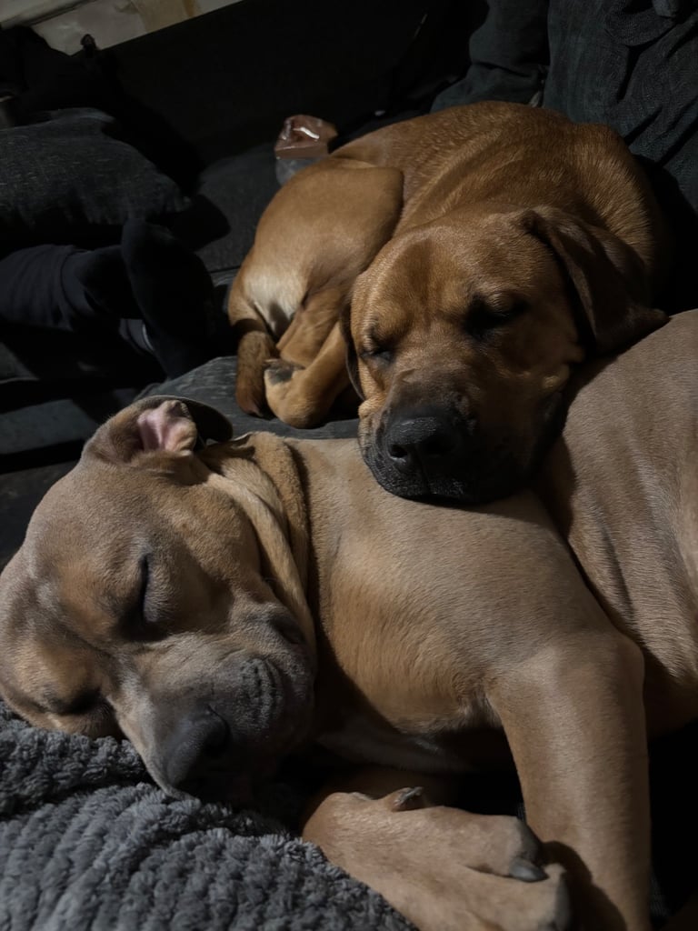 Dogs for sale urgent 