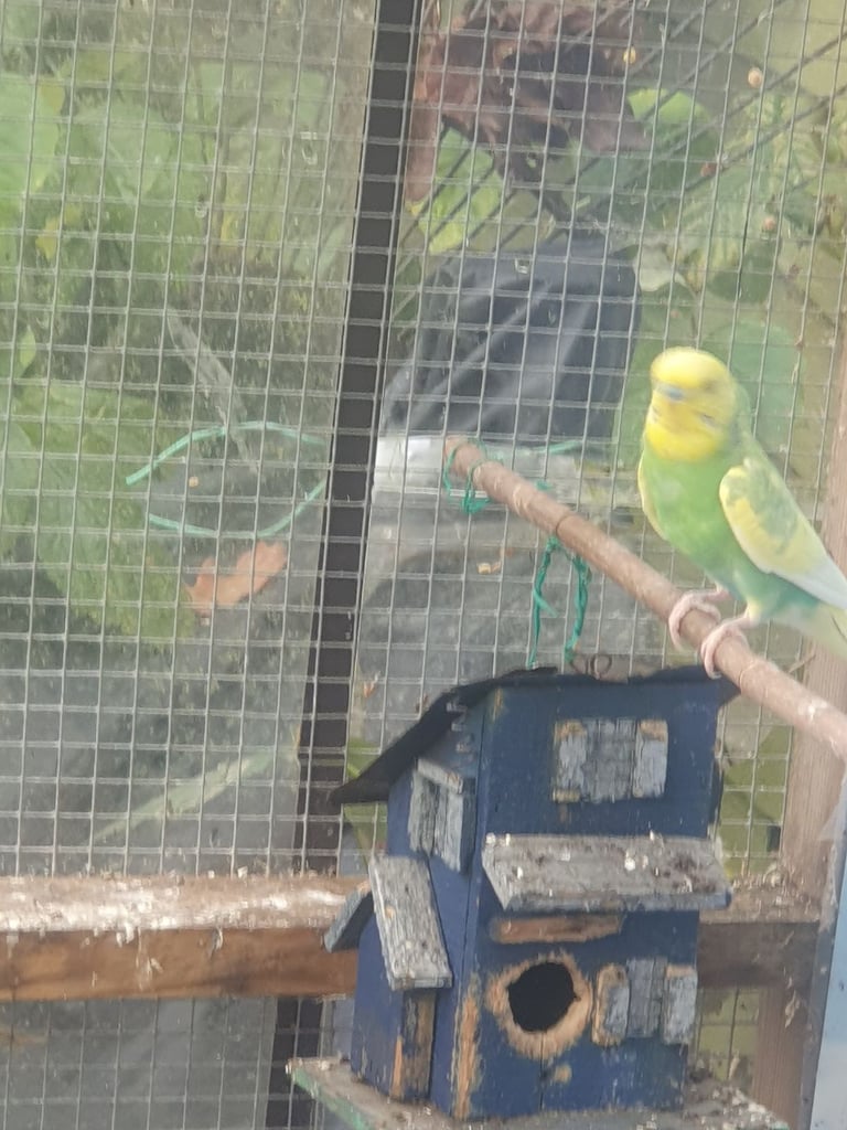 Budgies and Canary birds