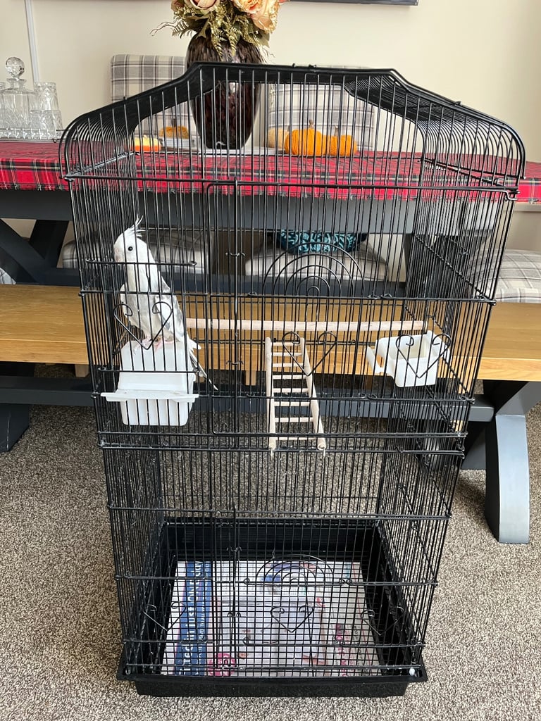 image for Cockatiel Bird and Cage