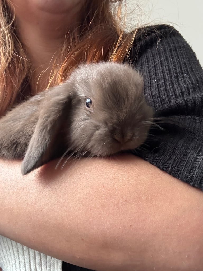 image for Mini Lops *READY NOW*