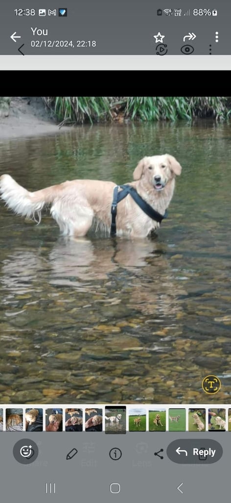 Golden retriever puppies 