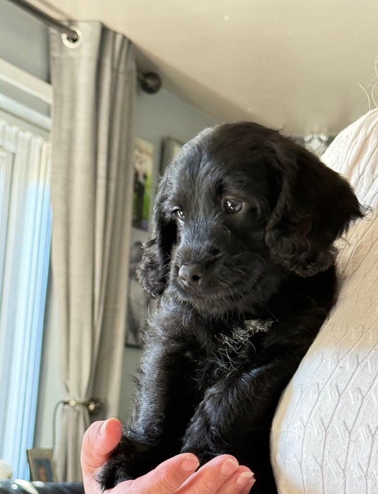 Labradoodle cross cockapoo puppy’s 