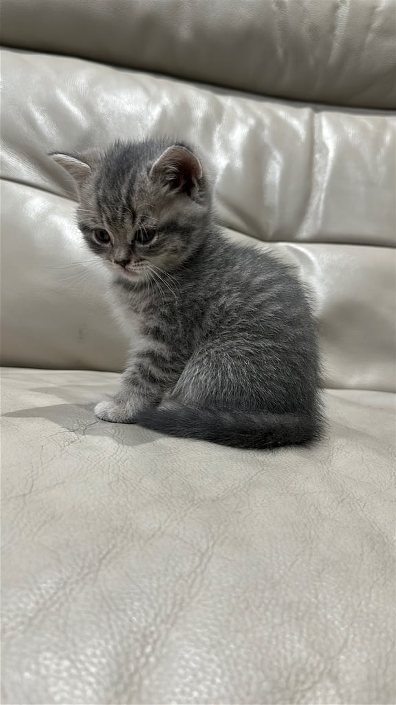 British short hair kittens shorthair