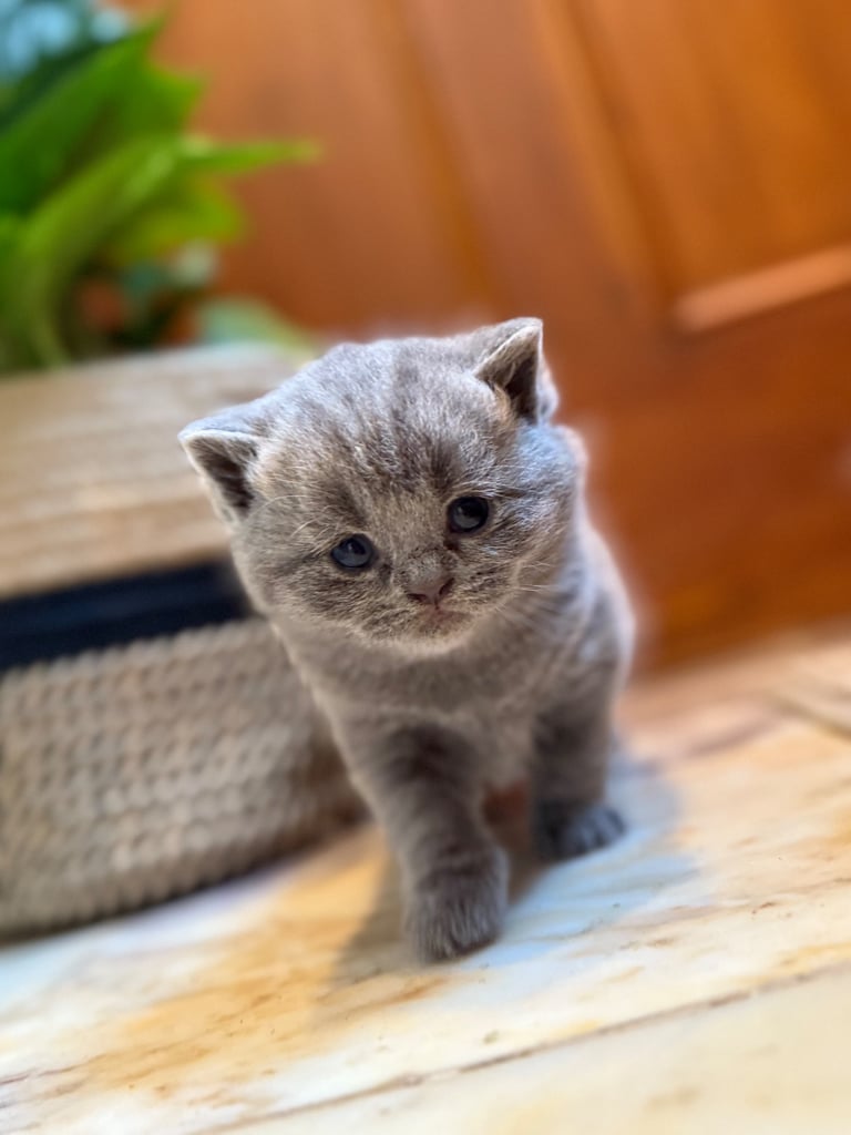 BSH kittens - All SOLD 