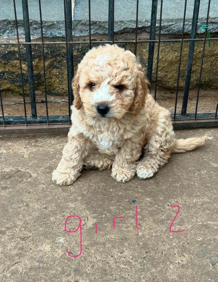 Cockapoo puppies 