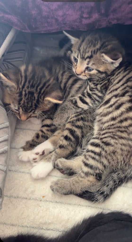Tabby kitten