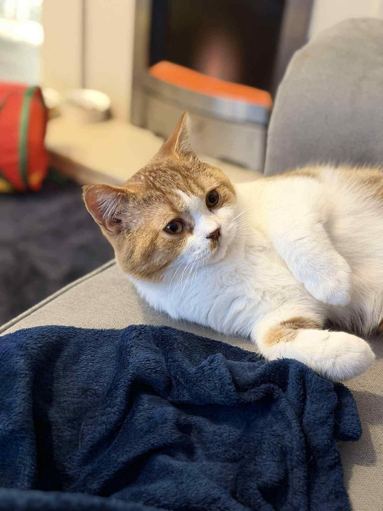 British Short Hair Male