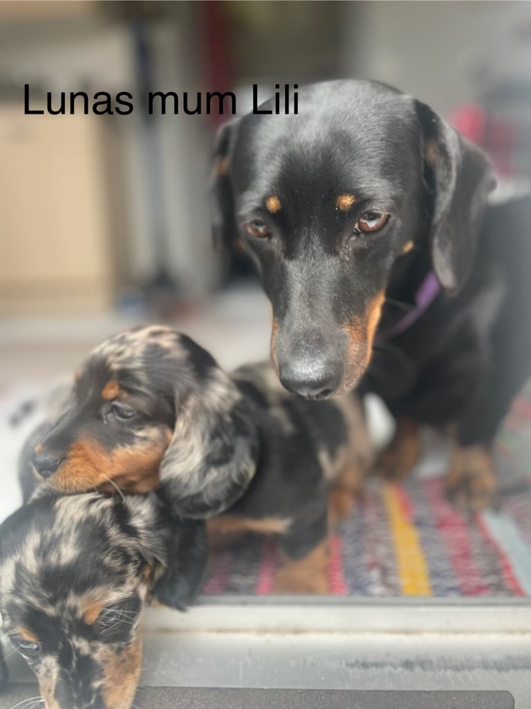 Long Haired Dachshund Puppies READY NOW!