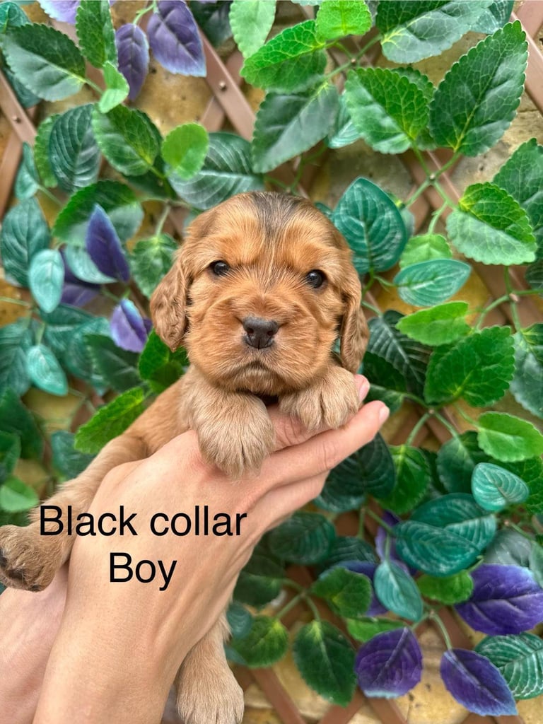 Superb show type cocker spaniel puppies 