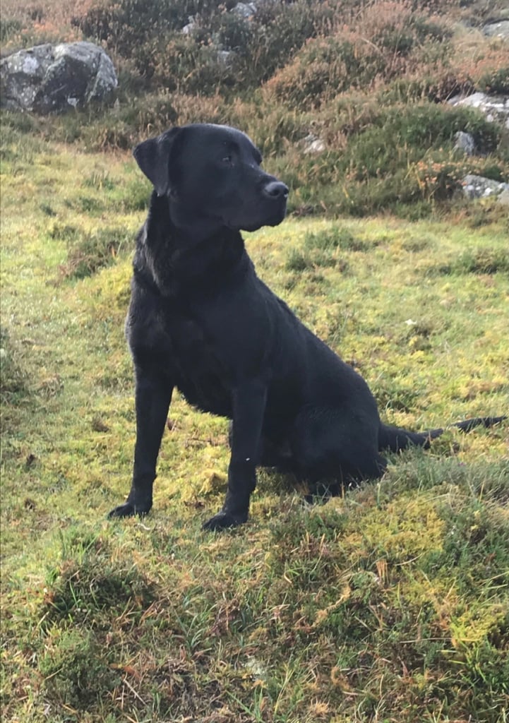 Just 3 females cracking pups left 
