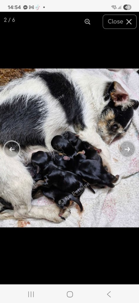 Yorkshire terrier x jackrussell 