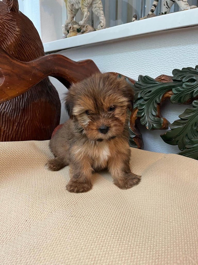 Shih tzu x yorkie