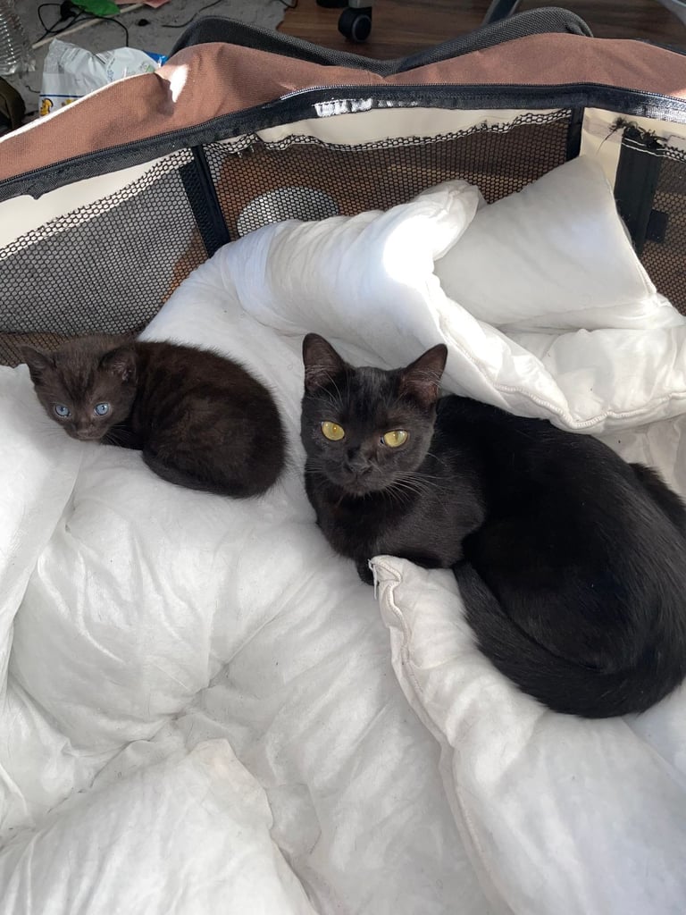 GORGEOUS TWIN KITTENS. PART BENGAL